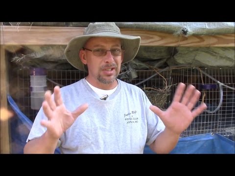 YouTube video about: Can sibling rabbits breed?