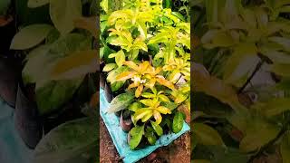 Download lagu Bibit buah alpukat ready wa 085865066538 #fruit #automobile#buah #storywa #bibitmurah mp3 Download lagu Bibit buah alpukat ready wa 085865066538 #fruit #automobile#buah #storywa #bibitmurah mp3