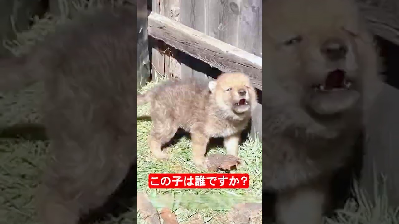 助けた赤ちゃんの正体