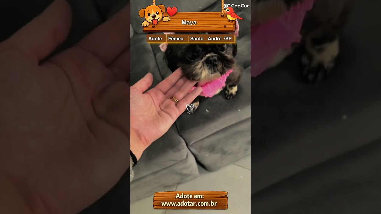 Cachorro raça Shitzu idade 6 ou mais anos nome Maya