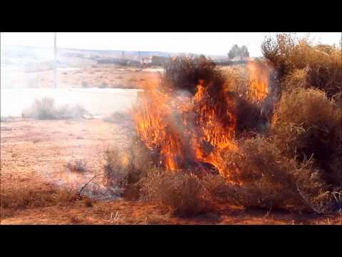Violent Tumbleweed Wildfire