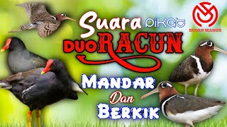 Download lagu SUARA PIKAT DUO RACUN SAKTI UNTUK PANGGIL BURUNG MANDAR DAN BERKIK SECARA BERSAMAAN. PASTI DATANG ! mp3 Download lagu SUARA PIKAT DUO RACUN SAKTI UNTUK PANGGIL BURUNG MANDAR DAN BERKIK SECARA BERSAMAAN. PASTI DATANG ! mp3