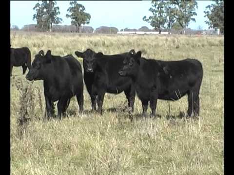 Cabaña San Roman - Remate 2010