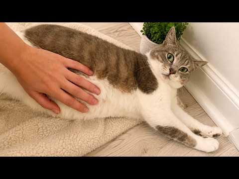 Pregnant Stray Cat Waited To Give Birth Until She felt safe