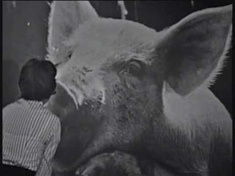 Irena Kwiatkowska - O koguciku i kurce