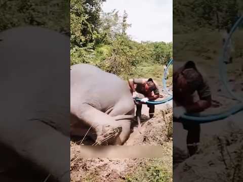 إيه اللي كان جوا الفيل ده؟ 😢🐘