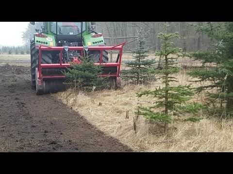 Fendt mit forstmulcher,alte Weihnachtsbaumplantage mulchen