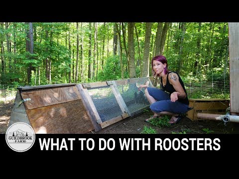 Backyard Chickens: What Do You Do With Extra Roosters? Video