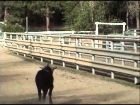 Thumbnail for Horse Training and Team Roping at PHA week 6-23-13 by The La's