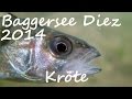 Diving - Baggersee Diez 2014 - Kröte - Europa, Steinbruch Diez, Deutschland, Rheinland Pfalz