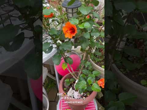 バラの茂みにあるヒルガオを自然に取り除く方法は？この 4 つの動作が彼の最大の敵です。  庭園