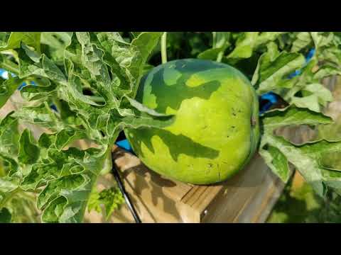Vattenmelon "Sugar baby" i odlingslåda mitt i solen