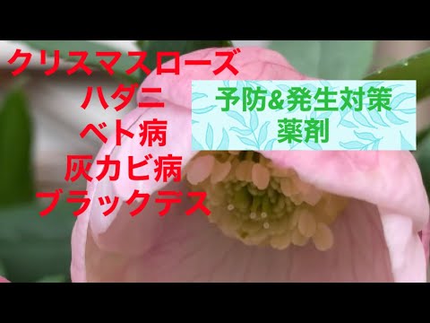 クリスマスローズ:葉斑点を防ぐ方法 植物