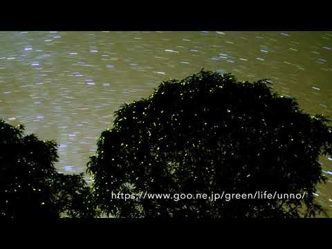 Firefly tree ホタルの木