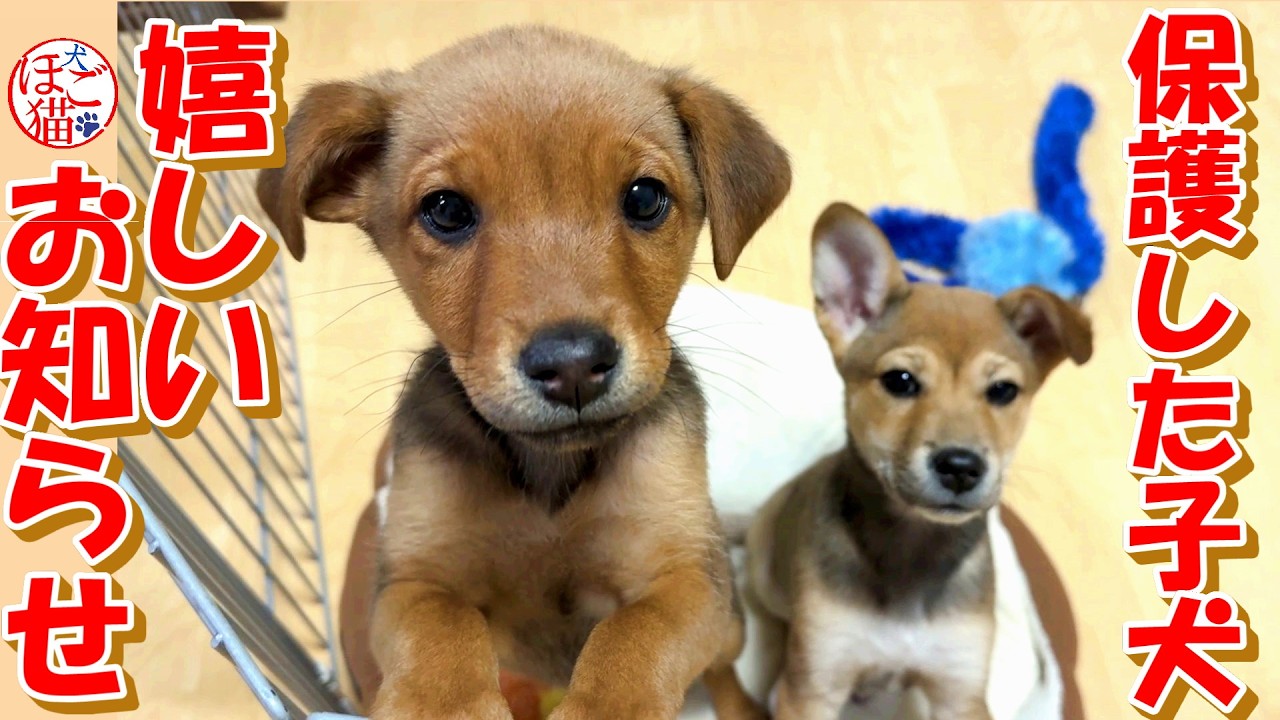 【保護犬  子犬】嬉しいお知らせ＋おまけコーナー