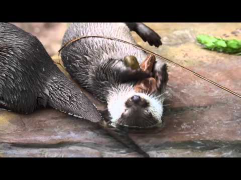 Cette loutre cendrée adore jongler avec des cailloux !