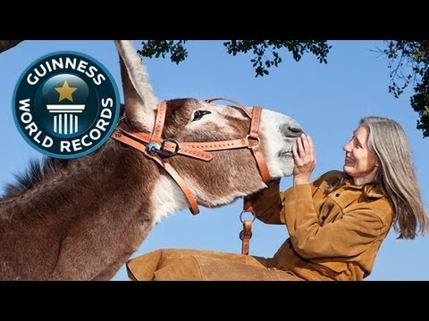 What Is The Largest Breed Of Mule?