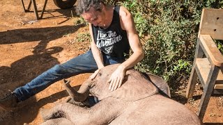 WE ADOPTED A BABY ELEPHANT