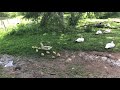Saxony Ducklings First Day Out