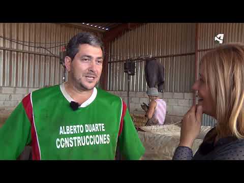 SHEARERS. URUGUAYAN SHEARERS