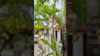 New Orchids in our Front Yard - Scorpion Orchid - Arachnis