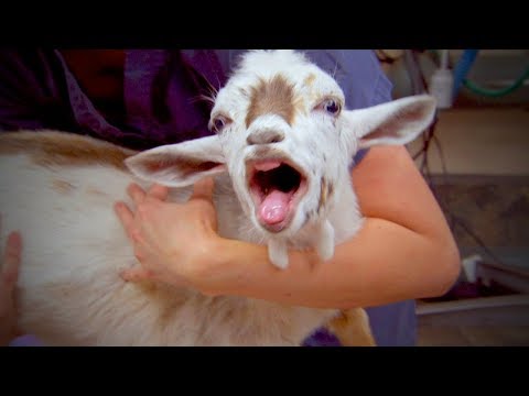 Chèvres drôles sons de chèvres drôles (complet) [animaux drôles]