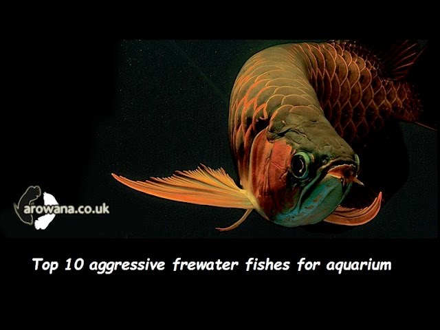 Top 10 aggressive freshwater fish for aquarium