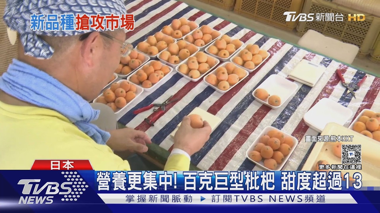 影音/比雞蛋大的枇杷! 熊本果農魔改「長崎皇后」 每顆重達100g