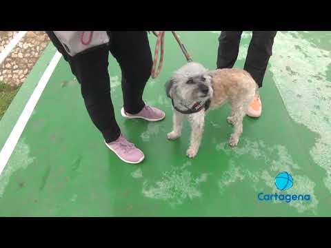 Agresiones, ruido y descontrol en La Rambla