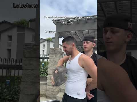 Normal animals when caught by humans vs lobsters. #shorts #skit #funny