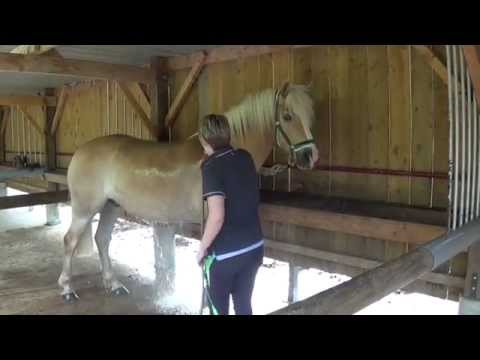 comment nettoyer la queue d'un cheval