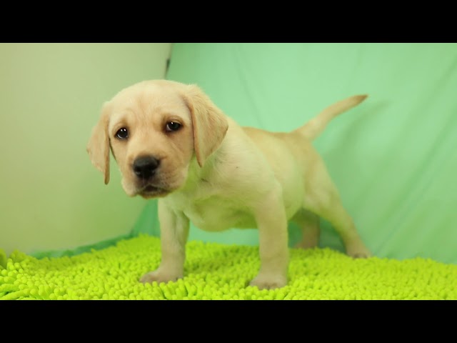 ブリーダー/ショップマロニエケンネル　MARRONNIER KENNELのラブラドール・レトリーバーで番号が2503です