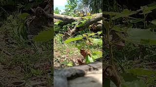 Download lagu suara pikat burung merbah lekir mp3