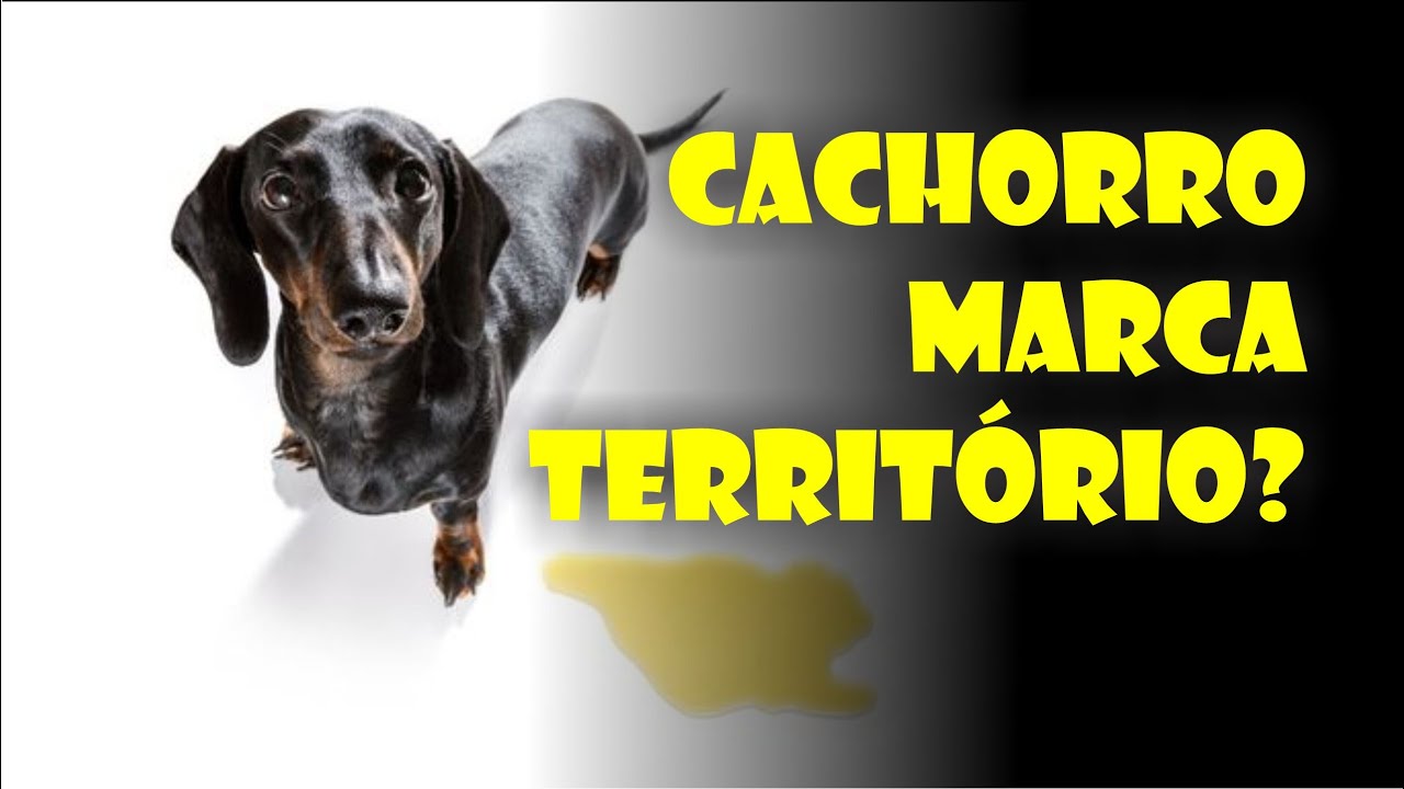 CACHORRO NÃO MARCA TERRITÓRIO