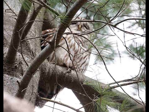 BARRED OWL HOOTING, SAT. MARCH 28, 2020 MVI 9032
