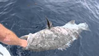 preview picture of video 'Coral Bay fishing action - HUGE COD massive mackerels, and sharks!'