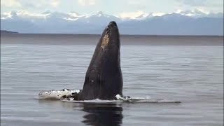 Klaus Schulze - Whales (Soundtrack 1991)