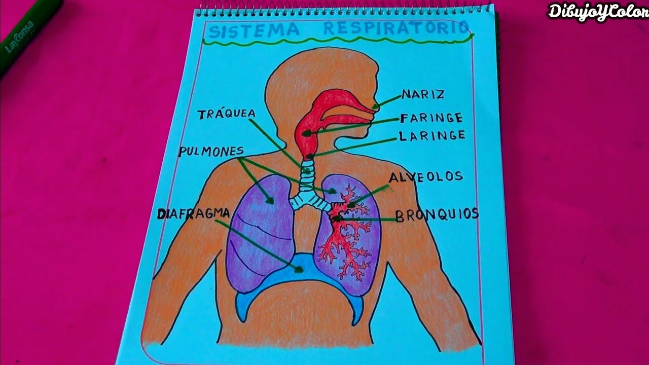 El sistema respiratorio / DibujoYColor