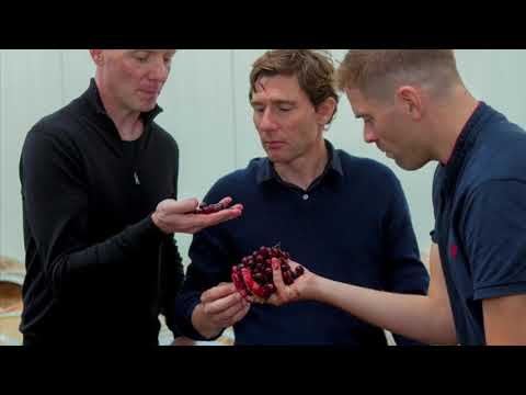 Frederiksdal Kirsebærvin - dansk vin i verdensklasse