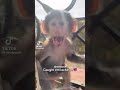 Why Did Curious George Scream Like That Not My Video