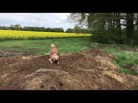 Psalm 118, 24 mit Nala & Balou - 02.05.2020