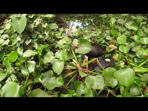 SE03EP032 - MISTERYO sa ILALIM ng ILOG ng AMAZON de SAN PABLO SINISID kahit NATATAKOT