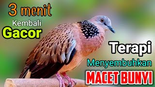 Download lagu SUARA BURUNG TEKUKUR GACOR merdu Pas untuk Pikat & Pancingan TEKUKUR Terapi Menyembuhkan macet Bunyi mp3 Download lagu SUARA BURUNG TEKUKUR GACOR merdu Pas untuk Pikat & Pancingan TEKUKUR Terapi Menyembuhkan macet Bunyi mp3