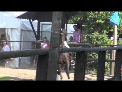 Throttur von Oed mit Catherina Müller auf dem OSI Grenzdyck 2012