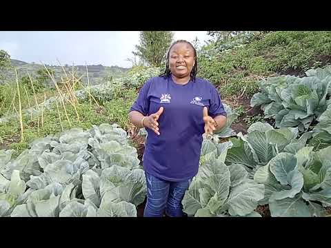Women-Led Organic Gardens and SheSolar Enterprises