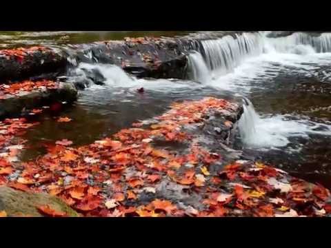 Fall foilage prediction for Upstate New York