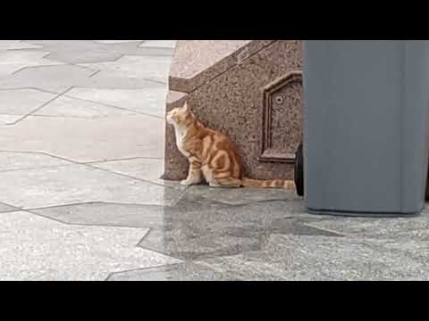 Masjid  e Nabawi Madina Taiba beautiful cat trying to catching pigeons