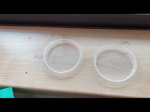 Evaporating Saltwater Solution - The Results