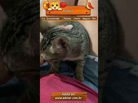 Vídeo de Pipoca