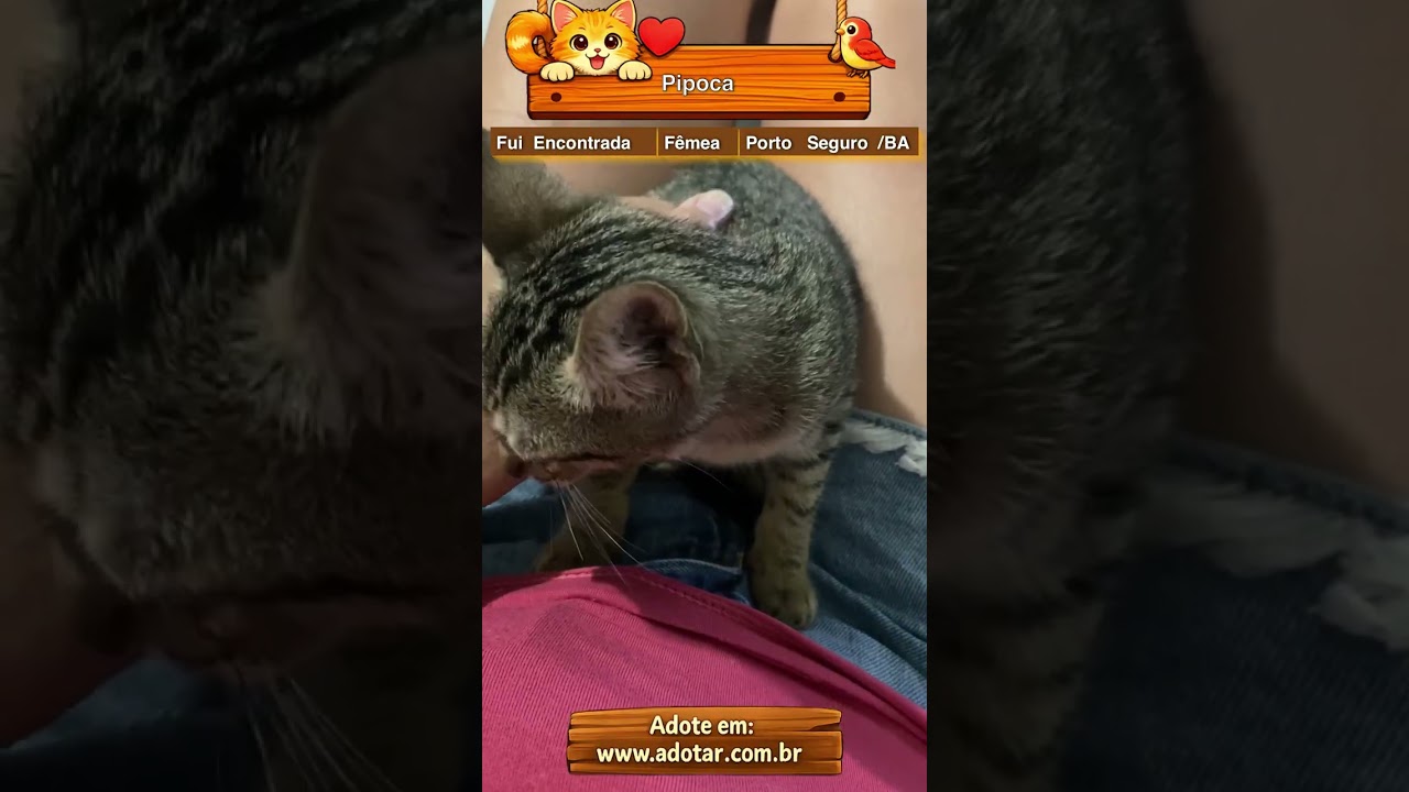 Gato raça SRD-ViraLata idade 2 a 6 meses nome Pipoca